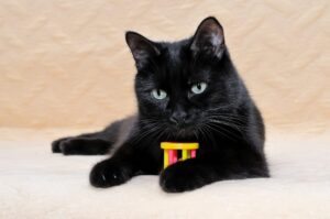 Black cat breeds