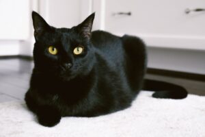 Black cat breeds